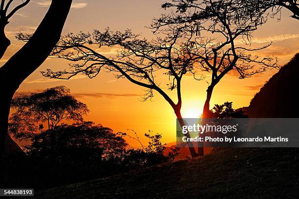 nascer do sol na floresta tropical - nascer do sol 個照片及圖片檔