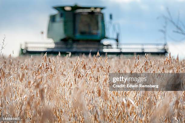 soy beans at harvest - soybean stock-fotos und bilder