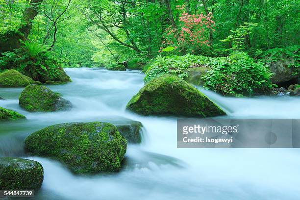 oirase stream in early summer - isogawyi stock pictures, royalty-free photos & images