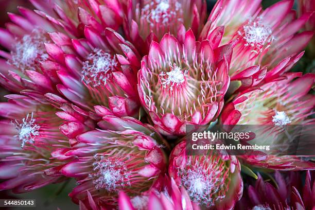 close up of protea - protea stock pictures, royalty-free photos & images