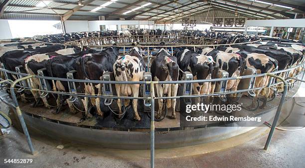 row of holsteins - gado de leite imagens e fotografias de stock