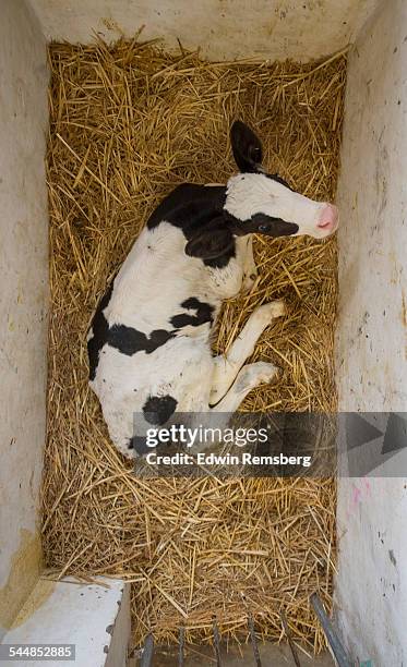 resting holstein - fresian calf foto e immagini stock