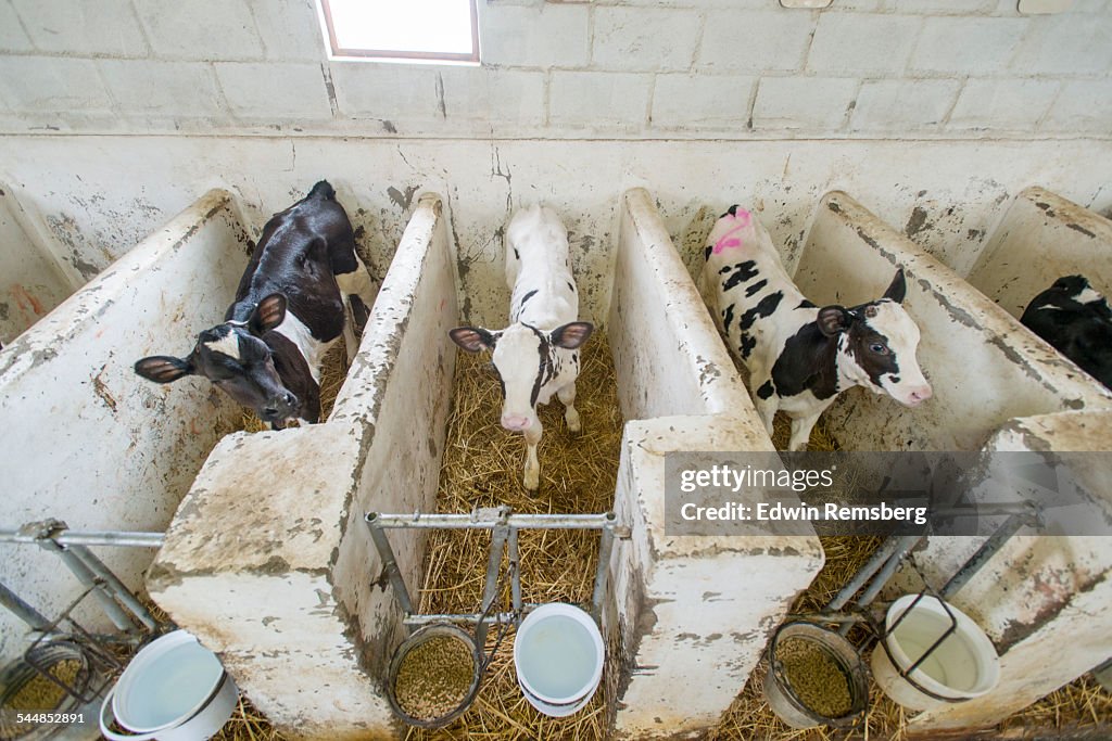 Penned holstein cattle