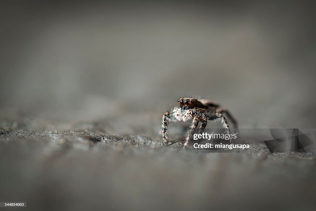 Macro spider Salticidae