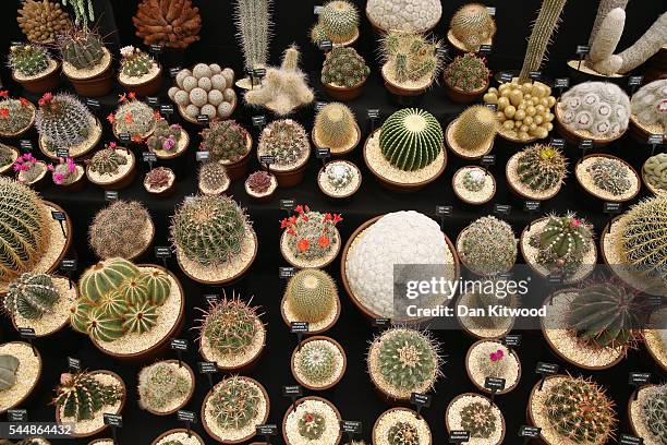 Cacti are displayed in the Floral Marquee tent during the press preview day of the Hampton Court Palace Flower Show on on July 4, 2016 in London,...