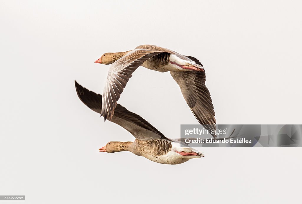 Geese flying