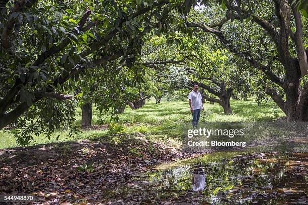 Landowner Kunwar Vikram Jeet Singh stands for a photograph in a mango orchard on his family farm in Kuchesar, Uttar Pradesh, India, on Tuesday, May...