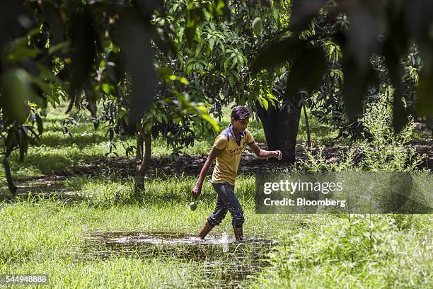 Worker collects mangoes in an orchard on the family farm of landowner Kunwar Vikram Jeet Singh in Kuchesar, Uttar Pradesh, India, on Tuesday, May 24,...