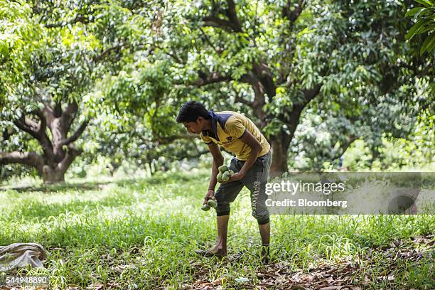 Worker collects mangoes in an orchard on the family farm of landowner Kunwar Vikram Jeet Singh in Kuchesar, Uttar Pradesh, India, on Tuesday, May 24,...