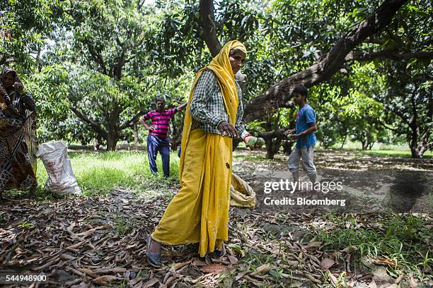 Workers collect mangoes in an orchard on the family farm of landowner Kunwar Vikram Jeet Singh in Kuchesar, Uttar Pradesh, India, on Tuesday, May 24,...