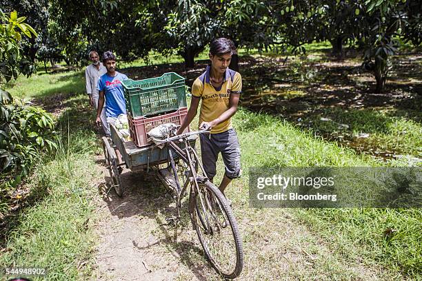 Workers transport recently harvested mangoes with a tricycle trailer in an orchard on the family farm of landowner Kunwar Vikram Jeet Singh in...