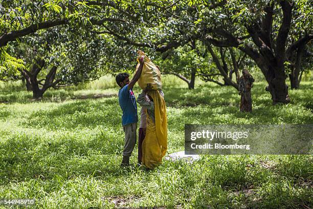 Worker loads a sack of harvested mangoes onto another's head in an orchard on the family farm of landowner Kunwar Vikram Jeet Singh in Kuchesar,...