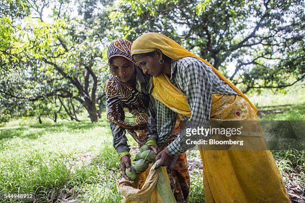 Workers place mangoes in a sack at an orchard on the family farm of landowner Kunwar Vikram Jeet Singh in Kuchesar, Uttar Pradesh, India, on Tuesday,...
