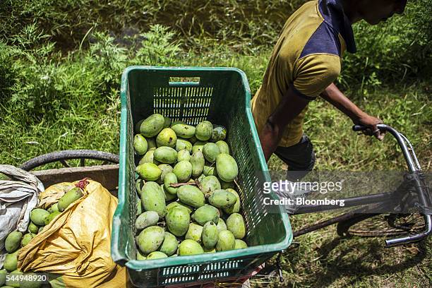 Worker transports recently harvested mangoes with a tricycle trailer in an orchard on the family farm of landowner Kunwar Vikram Jeet Singh in...