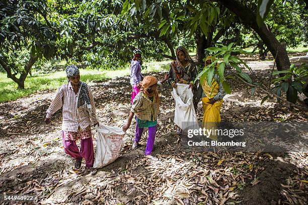 Workers collect mangoes in an orchard on the family farm of landowner Kunwar Vikram Jeet Singh in Kuchesar, Uttar Pradesh, India, on Tuesday, May 24,...