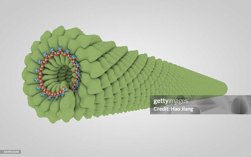 3D model of tobacco mosaic virus