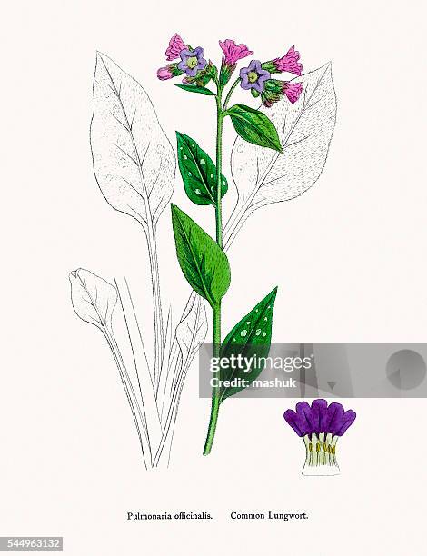 pulmonaria lungwort flower plant against lung disease - pulmonaria officinalis stock illustrations