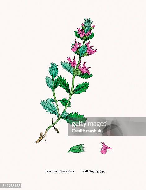 illustrations, cliparts, dessins animés et icônes de plante florale germander - dubrovnik