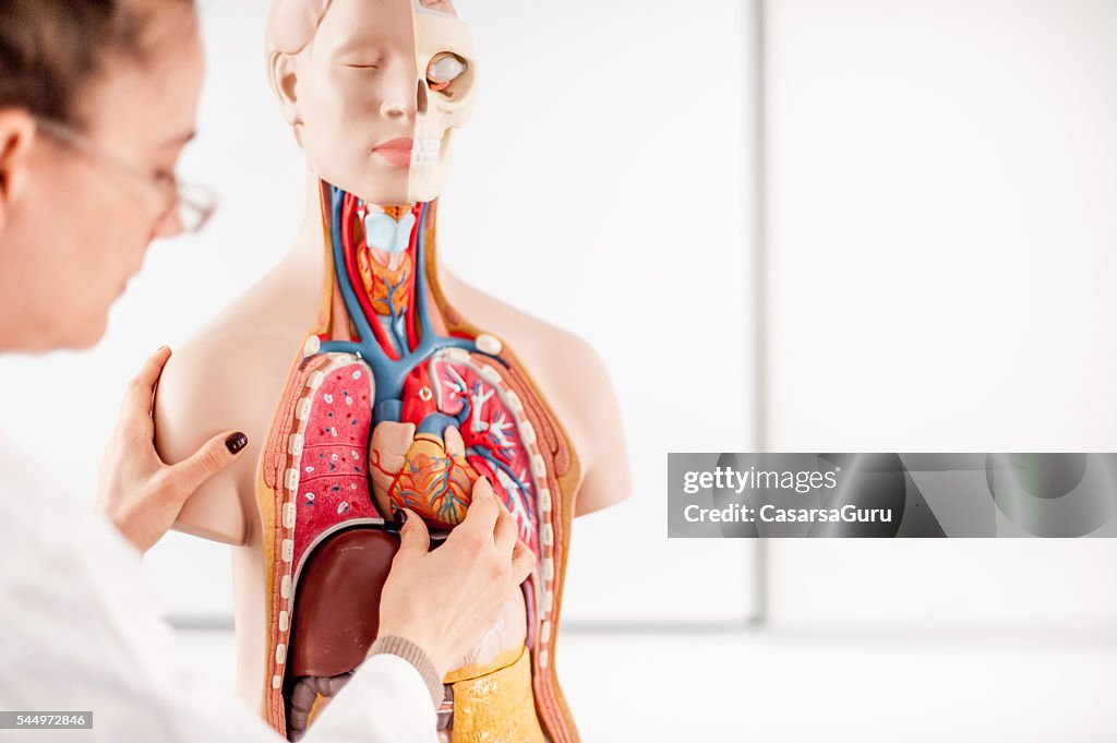 Ärztin Unterricht mit Anatomisches Modell