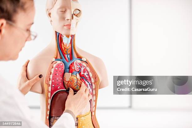 female doctor teaching using anatomical model - anatomie stockfoto's en -beelden