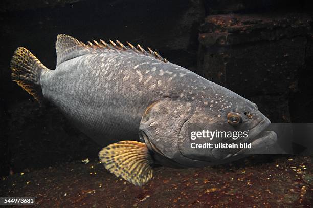 Germany - Berlin - Berlin: giant grouper