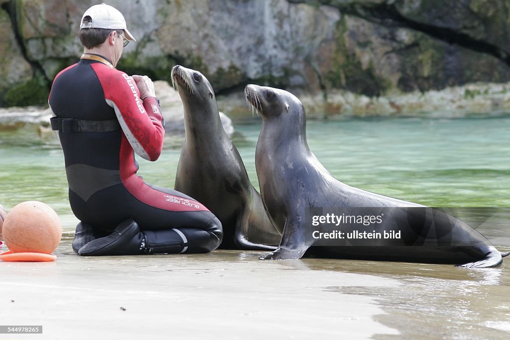 Germany - Berlin - Charlottenburg (Charlottenburg-Wilmersdorf): keeper with sea lions at the Zoological Garden