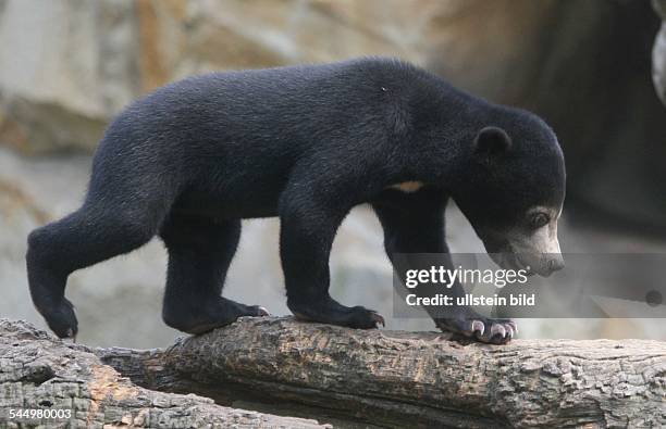 Cub Germany 28 Sun Bear Cub Stock Photos, High-Res Pictures, and Images - Getty Images