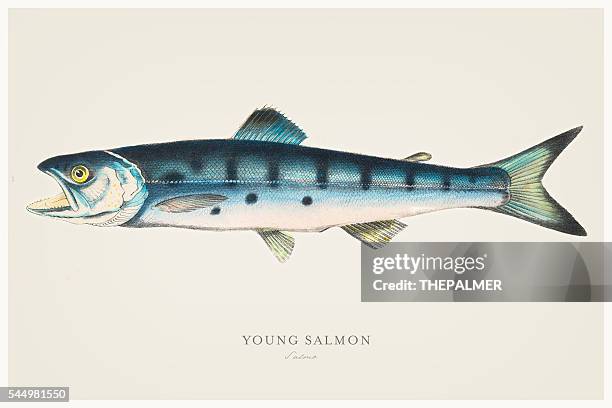 illustrations, cliparts, dessins animés et icônes de jeune saumon illustration 1856 - saumon