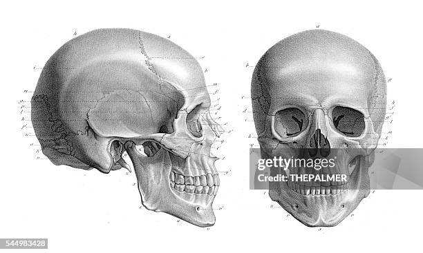 ilustraciones, imágenes clip art, dibujos animados e iconos de stock de cráneo humano anatomía ilustración 1866 - cranium anatomy