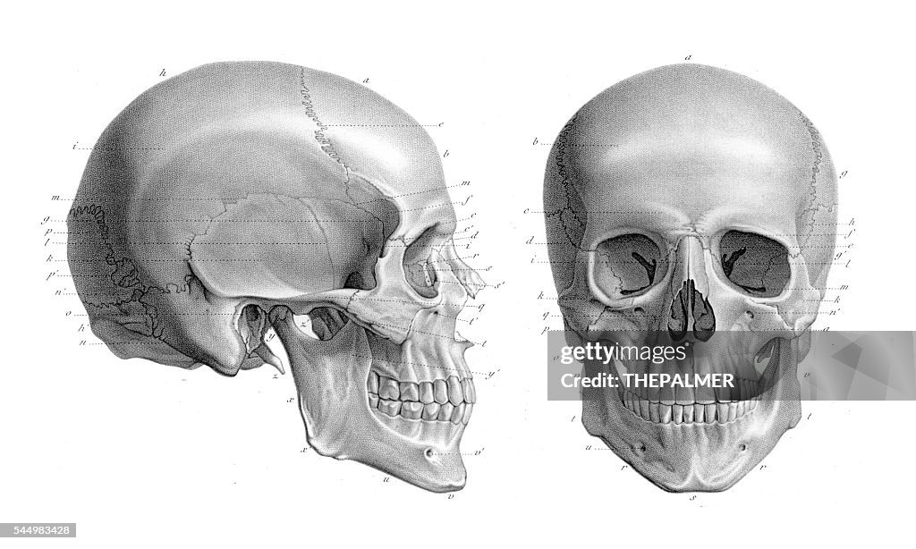 Human skull anatomy illustration 1866