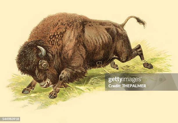 bison illustration 1888 - bison stock illustrations