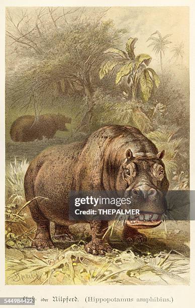 hippopotamus illustration 1888 - hippopotamus stock illustrations