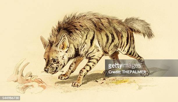 spotted hyena illustration 1888 - hyena stock illustrations