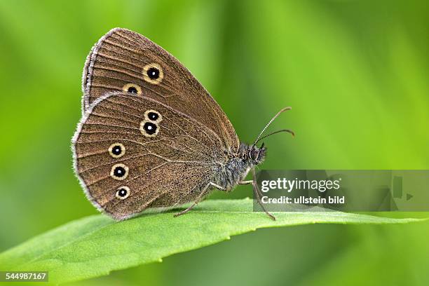 Ringlet sitting on a leaf - butterfly