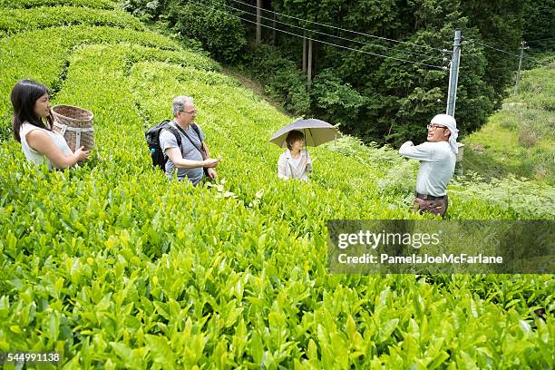 japanese organic tea farmer showing tourists how to pick leaves - sustainable tourism stock pictures, royalty-free photos & images