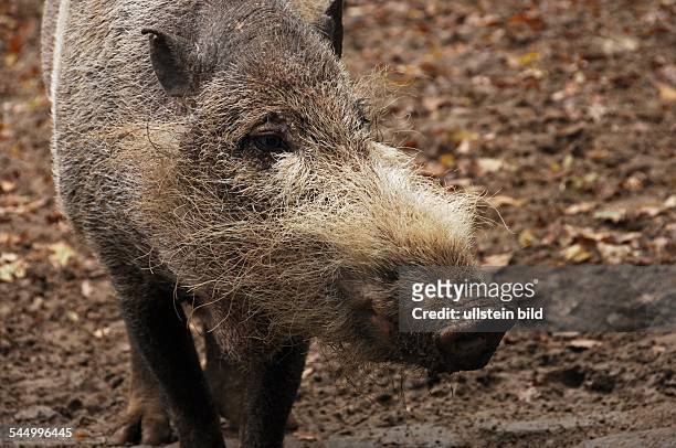 Bearded Pig