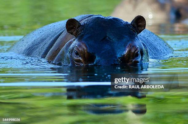 Hippo is seen at the Hacienda Napoles theme park, once the private zoo of drug kingpin Pablo Escobar at his Napoles ranch, in Doradal, Antioquia...