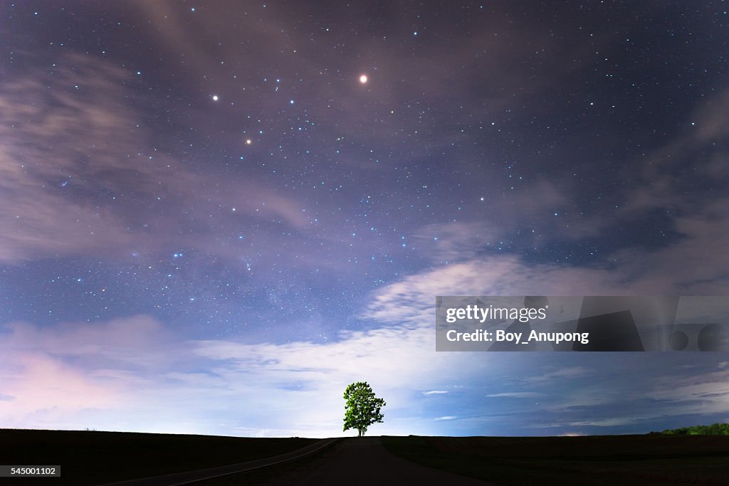 Lonely tree under the starry night sky.