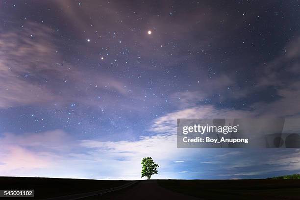 lonely tree under the starry night sky. - stars sky stockfoto's en -beelden