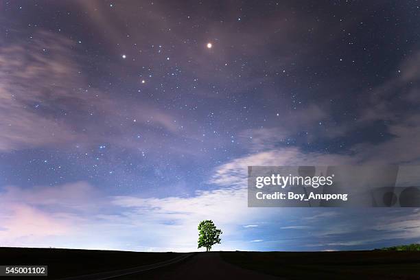 lonely tree under the starry night sky. - cosmos plant stock pictures, royalty-free photos & images