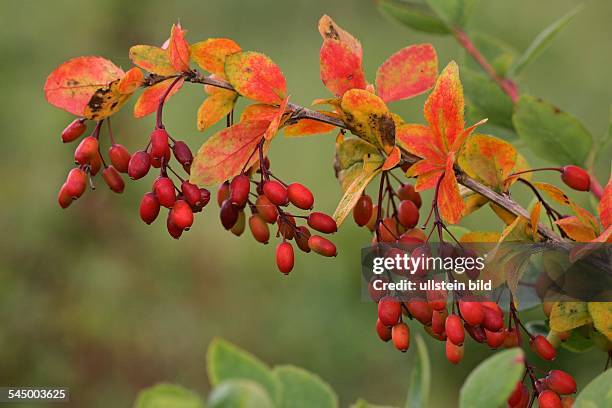 Common barberry with fruits