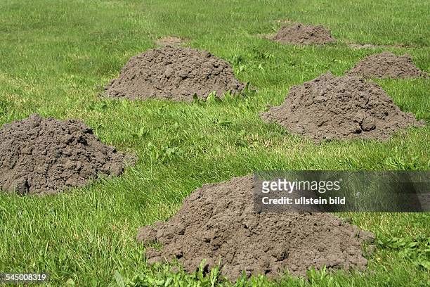 Germany - : Molehill on a grassland