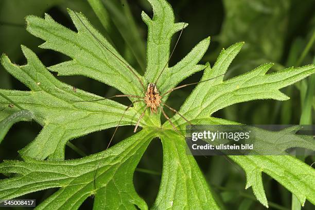Harvestman Rakes 106 Harvestman Spider Stock Photos, High-Res Pictures, and Images ...