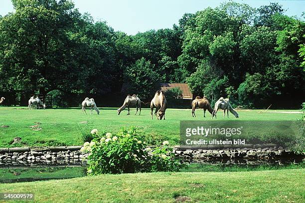Kamele im Tierpark- 1996
