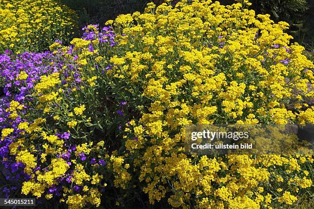 Flowering Golden Alyssum, Golden Tuft and aubretia, lilacbush, purple rock-cress