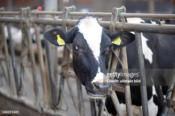 Milchkuh auf dem Bauernhof- cow in a stable on a farm