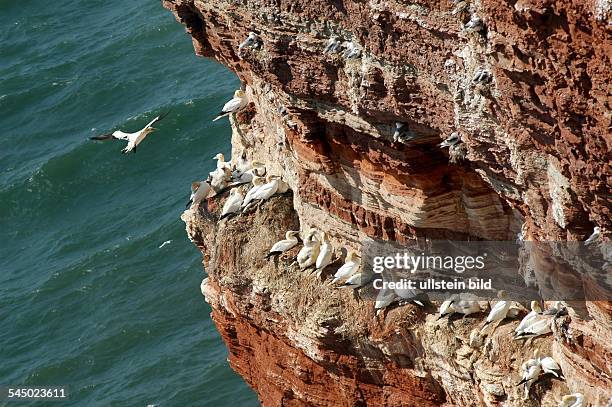 Germany - Schleswig-Holstein - : Helgoland, Northern Gannet at the Lummenfelsen on Helgoland Island