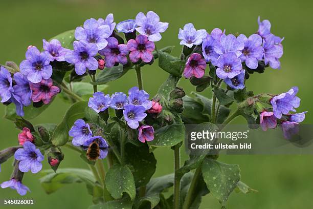 Germany - : flowering lungwort - spotted dog - soldiers-and-sailors - medicinal plant