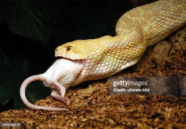 Bullsnake is eating a mouse