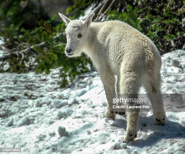 baby goat - mountain goat stock pictures, royalty-free photos & images